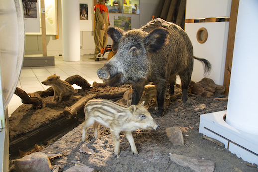Tierpräparate wie diese Wildschweinbache mit Frischlingen ergänzen die Ausstellung.