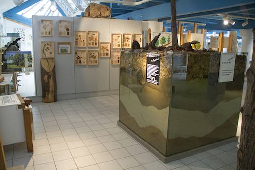 Verschiedene Ausstellungsstücke zeigen Aspekte aus dem Themenbereich "Ökosystem Wald. Im Vordergrung sieht man einen großen Würfel, durch dessen Glaswand man Erdschichten sieht. Durch EInblicklöcher kann man die Baumwurzeln sehen, die sich mit Pilzwurzeln, dem sogenannten Mycel, verbunden haben.