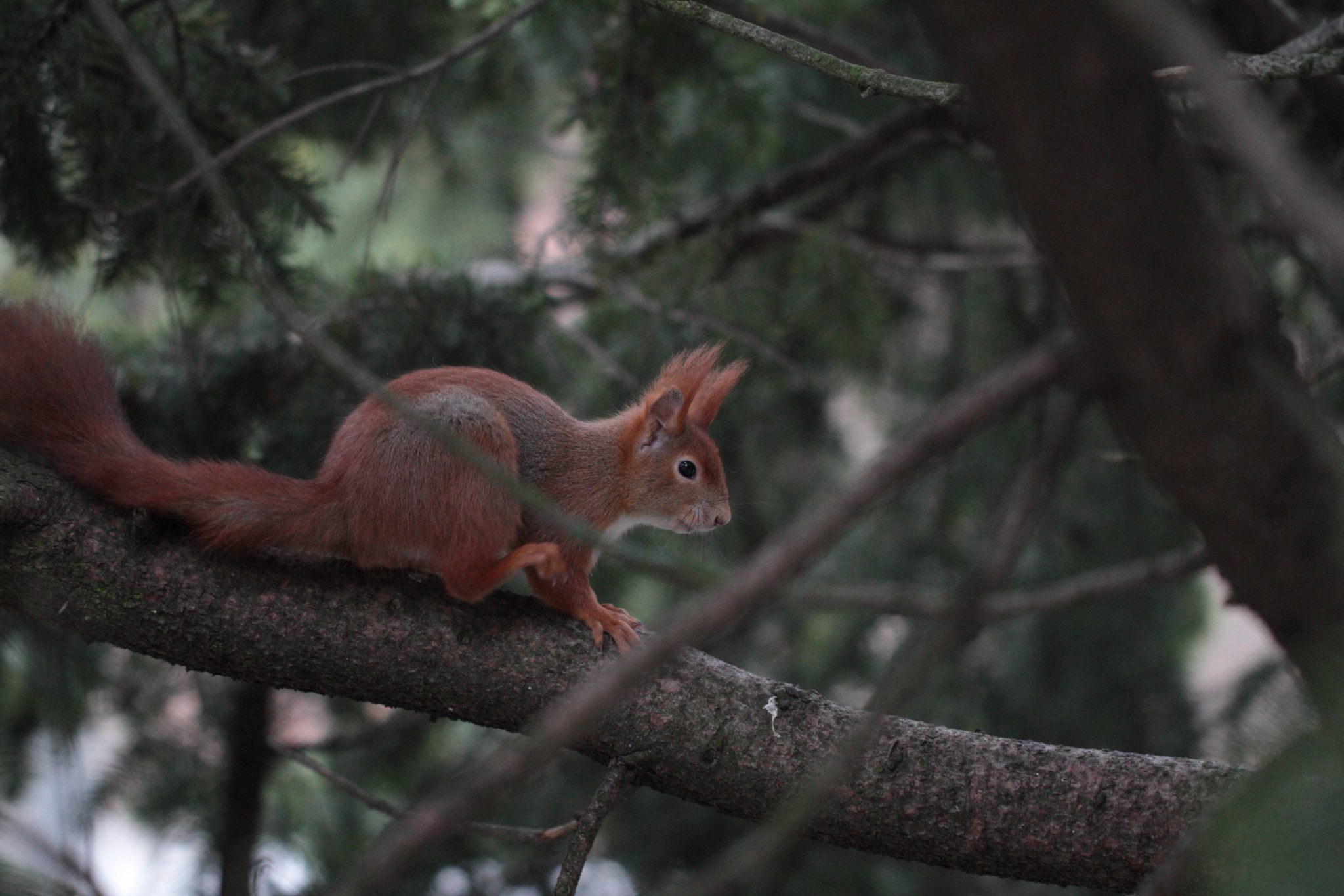 Ein Eichhörnchen sitzt auf einem Ast.