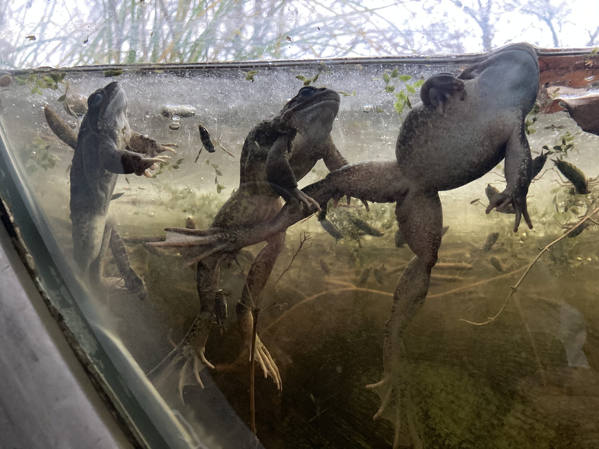 An der Scheibe des Bullaugenfensters kann man drei Erdkröten unter Wasser beobachten.